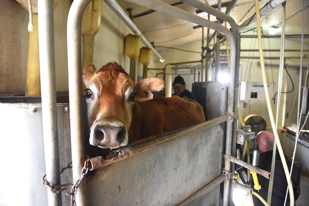 Paul Gautz, center, performs a pregnancy check on a cow